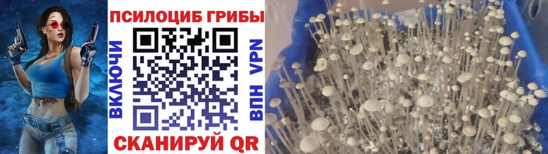 Галлюциногенные грибы GOLDEN TEACHER  сайты даркнета телеграм  Тейково 